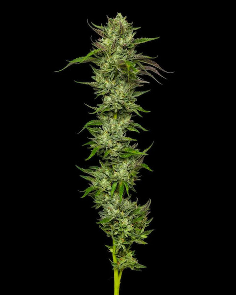 Slightly Stoopid Collie Man Kush > Humboldt Seed Company | Feminized Cannabis   |  Indica
